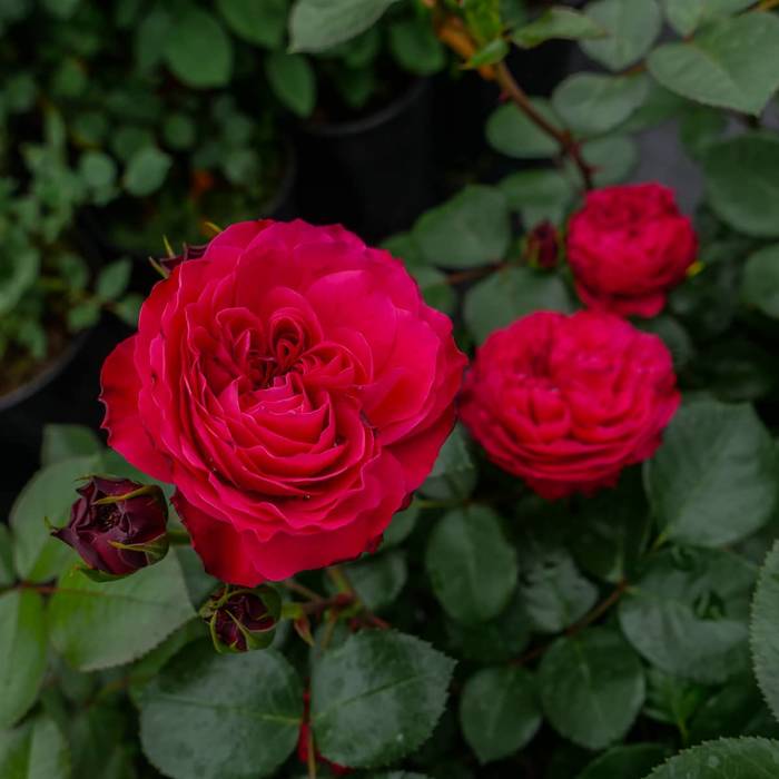 Róża rabatowa Czerwona