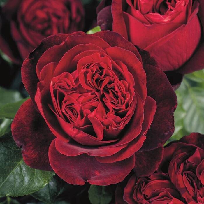 Róża wielkokwiatowa Admiral bordowa balot