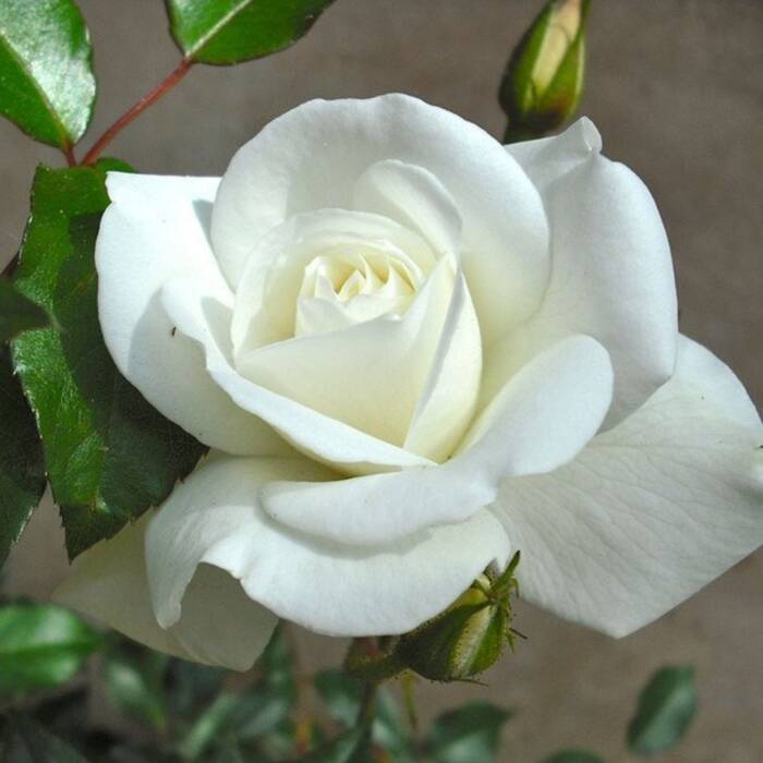 Róża wielkokwiatowa Biała typu Chopin w balocie