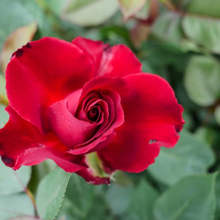 Róża wielkokwiatowa CZERWONA