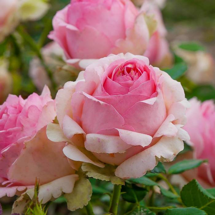 Róża wielkokwiatowa First Lady jasno różowa balot