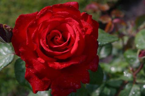 Róża wielkokwiatowa Grand Amore balot