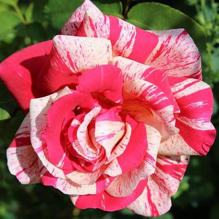 Róża wielkokwiatowa RÓŻOWO-BIAŁA