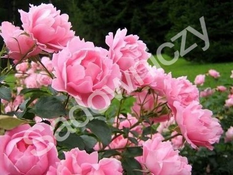 Róża wielkokwiatowa Różowa typu Pink P w balocie