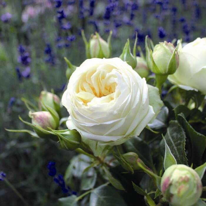 Róża wielkokwiatowa Wedding Piano biała balot