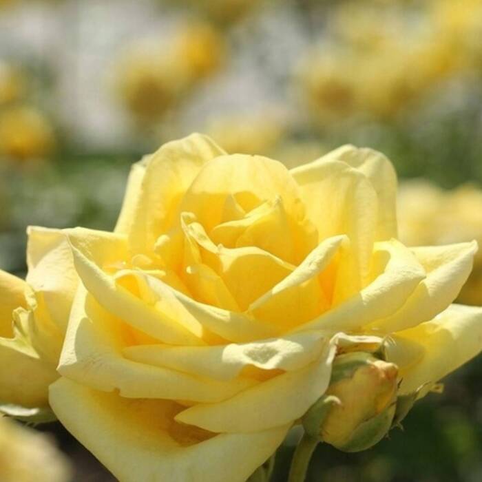 Róża wielkokwiatowa żółta Landora (C2)