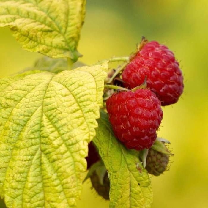 Rubus idaeus Malina Groovy żółte liście w doniczce