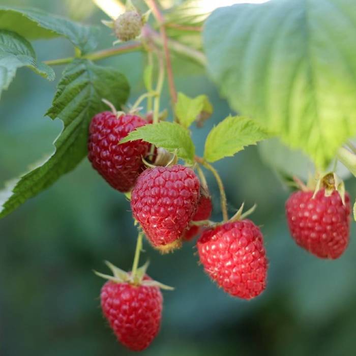 Rubus idaeus Malina Malling Seedling w doniczce 