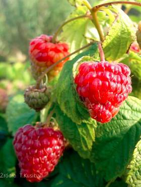 Rubus idaeus Malina karłowa BonBonBerry bezkolcowa w doniczce