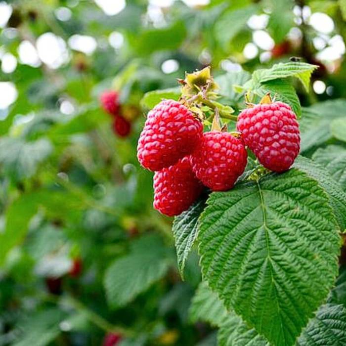 Rubus idaeus Malina letnia Meeker w doniczce