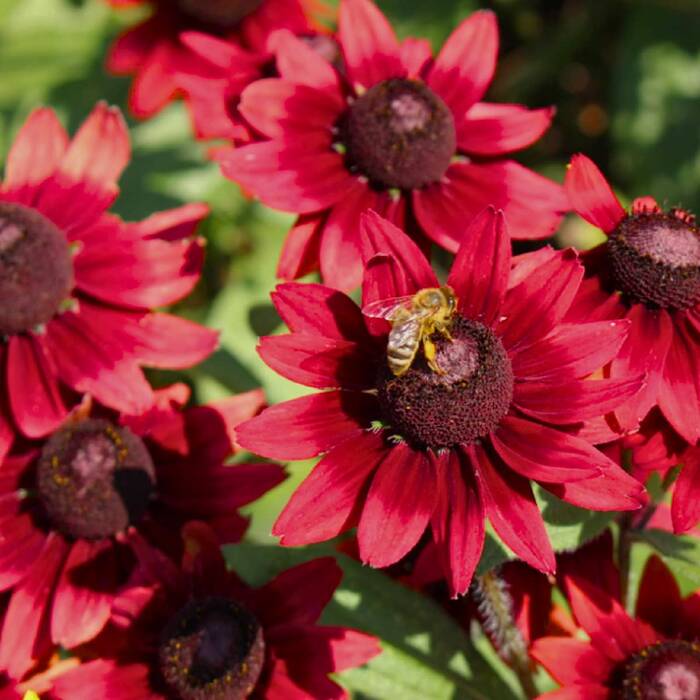 Rudbekia Cherry Brandy