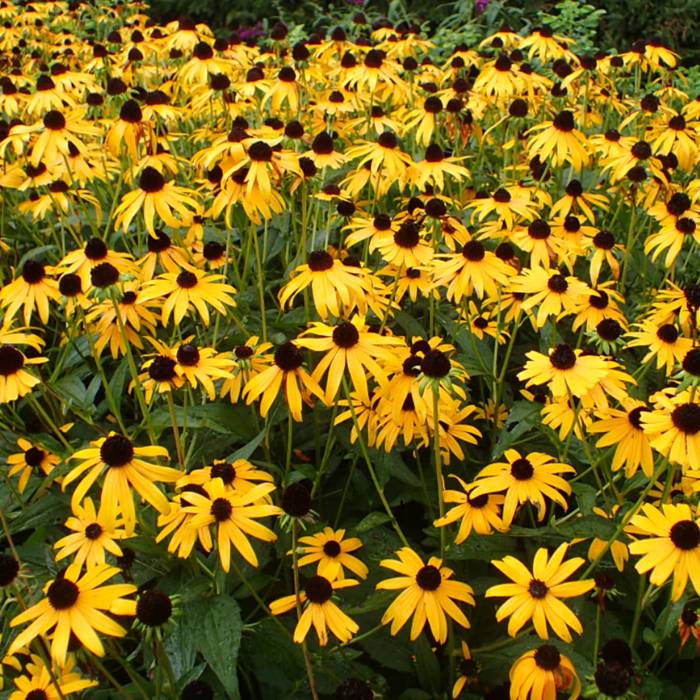 Rudbekia błyskotliwa Goldsturm Miododajna