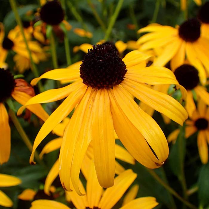 Rudbekia błyskotliwa Goldsturm Miododajna (C2)