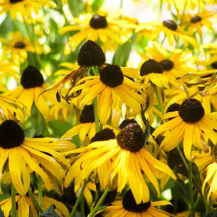 Rudbekia lśniąca