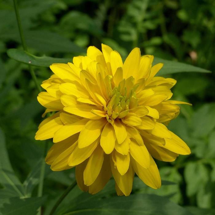 Rudbekia naga Goldquelle (C2)