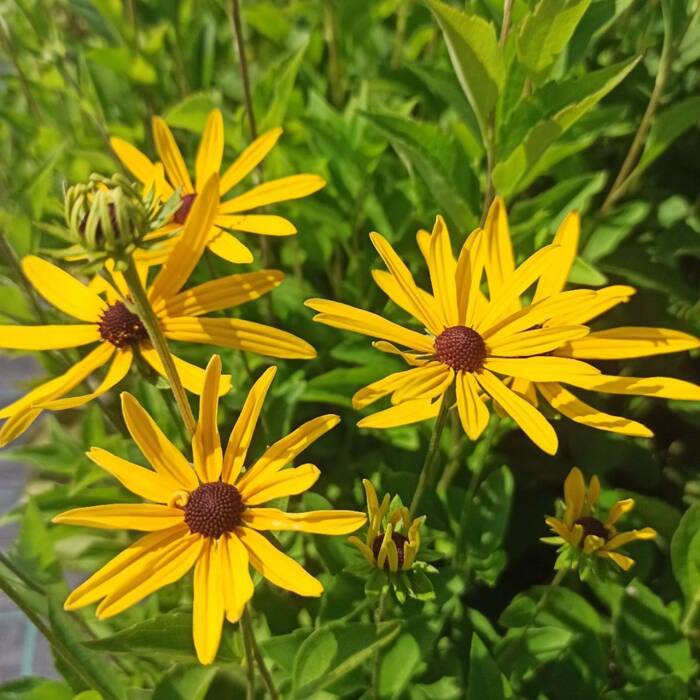 Rudbekia nibykutnerowata (C2)