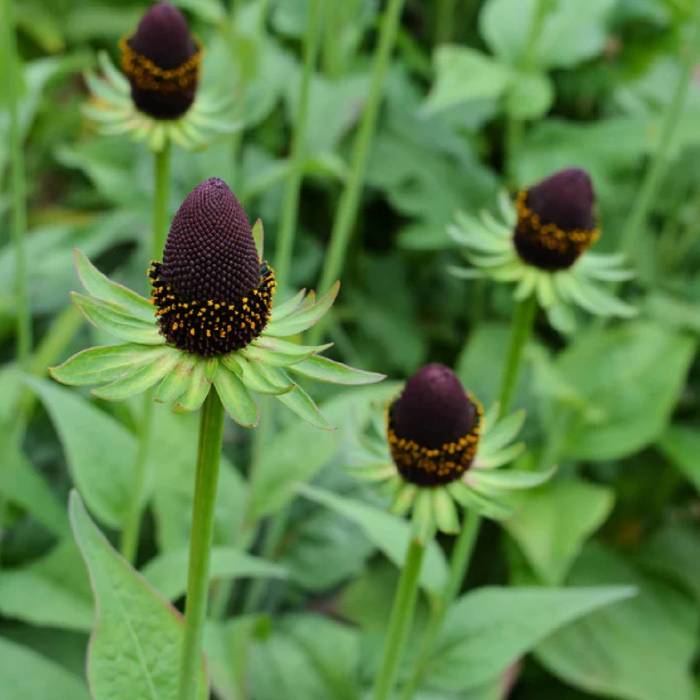 Rudbekia zachodnia Green Wizard (C2) 