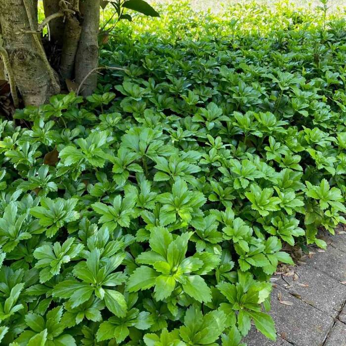 Runianka japońska Green Carpet (C2)