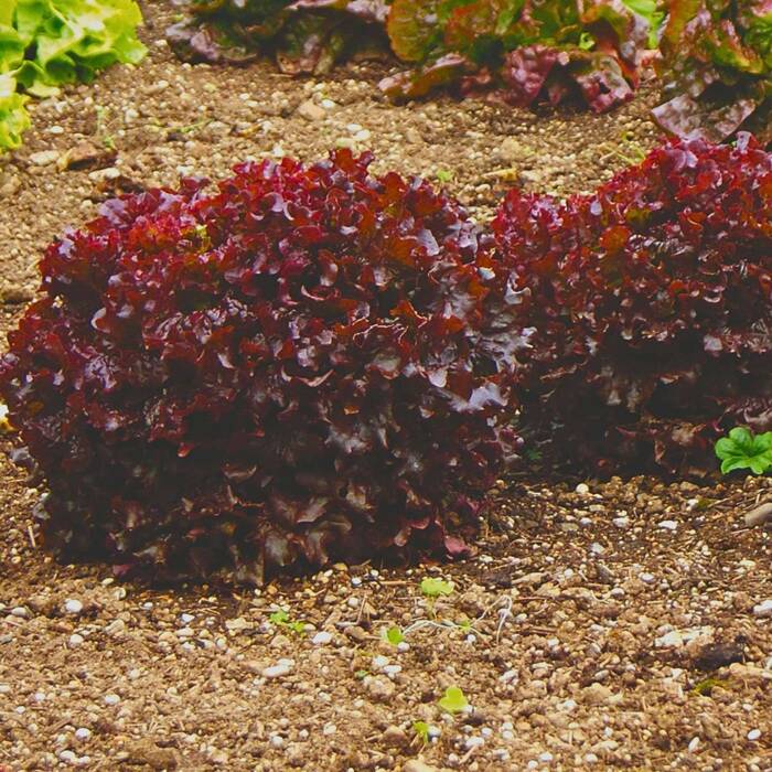 Sałata liściowa Red Salad Bowl nasiona ekologiczne BIO