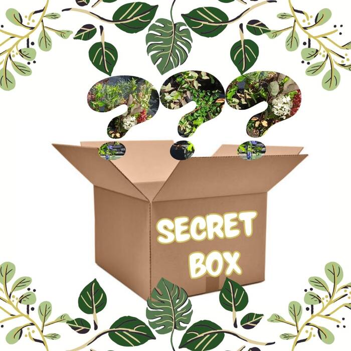 Secret Box – Niezwykła Paczka Roślinnych Inspiracji (P9)