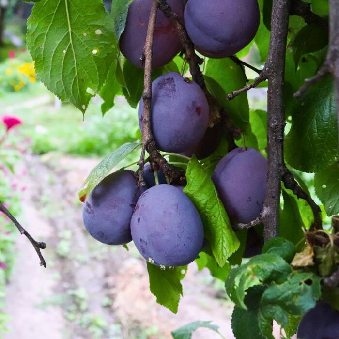 Śliwa Katinka Plant Pack 