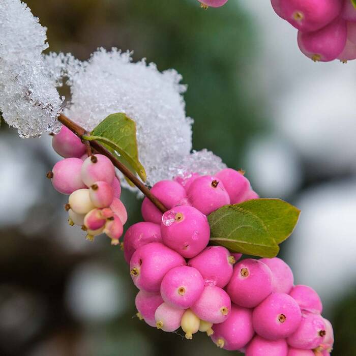 Śnieguliczka Magical Candy (P9)