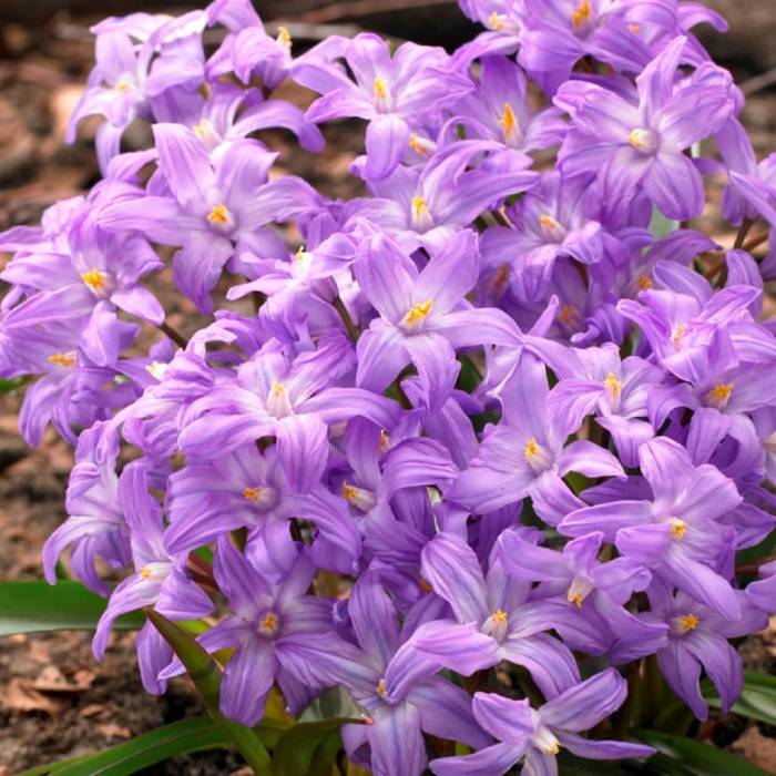 Śnieżnik lśniący Violet Beauty