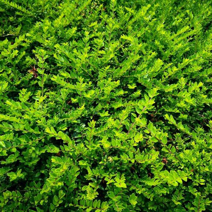 Suchodrzew chiński 'Moss Green' (P9)