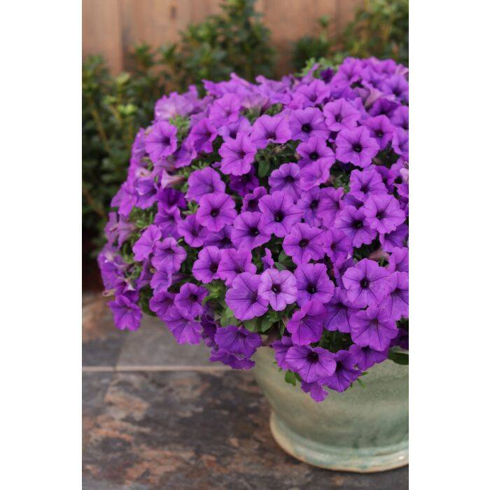 Surfinia Supertunia Mini Vista Blue Violet samoczyszcząca