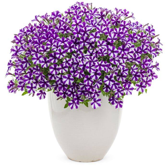 Surfinia Supertunia Mini Vista Violet Star samoczyszcząca