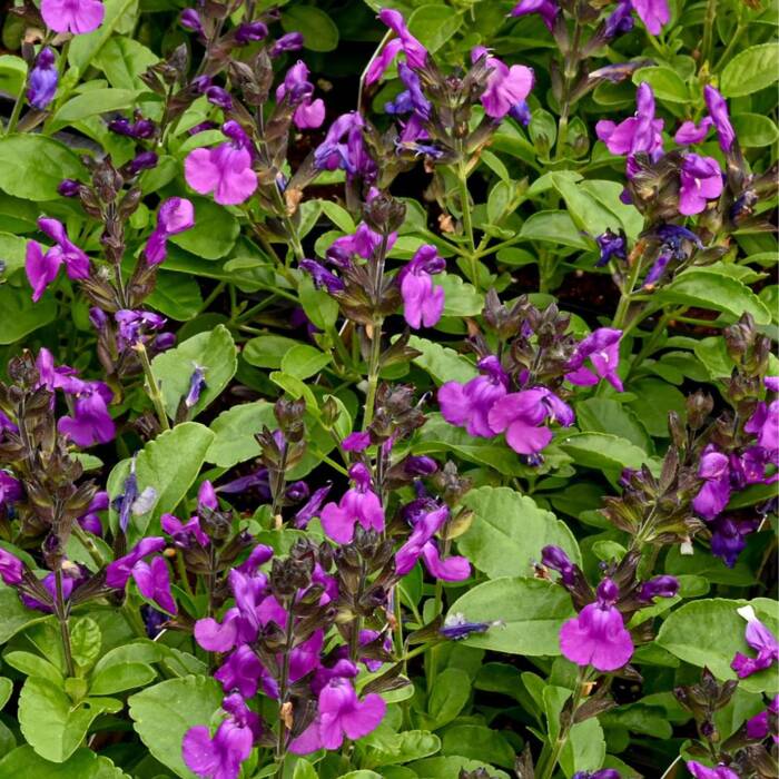 Szałwia greggii jesienna 'Violet'