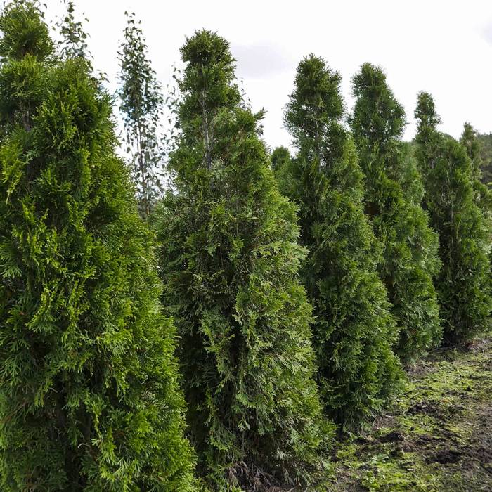 Thuja Tuja Żywotnik Smaragd Zielona zimą C2 