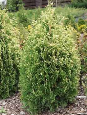 Thuja Tuja Żywotnik zachodni 'Ania'