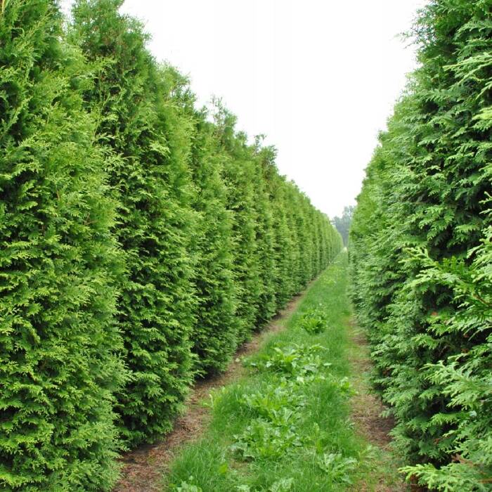 Thuja Tuja Żywotnik zachodni Brabant C2