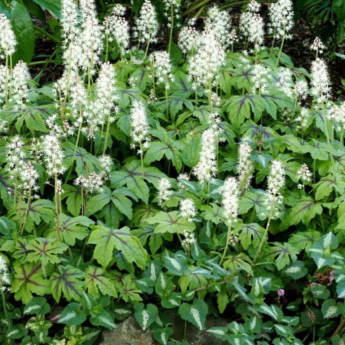 Tiarella Jeepers Creepers