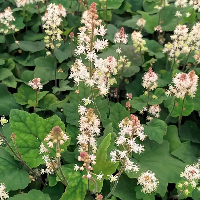 Tiarella Wherry`ego (C2)