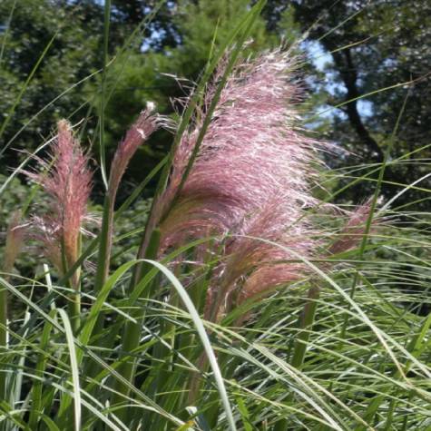 Trawa pampasowa Pink Feather (C2)