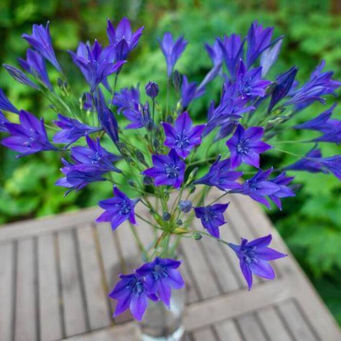 Triteleia Queen Fabiola