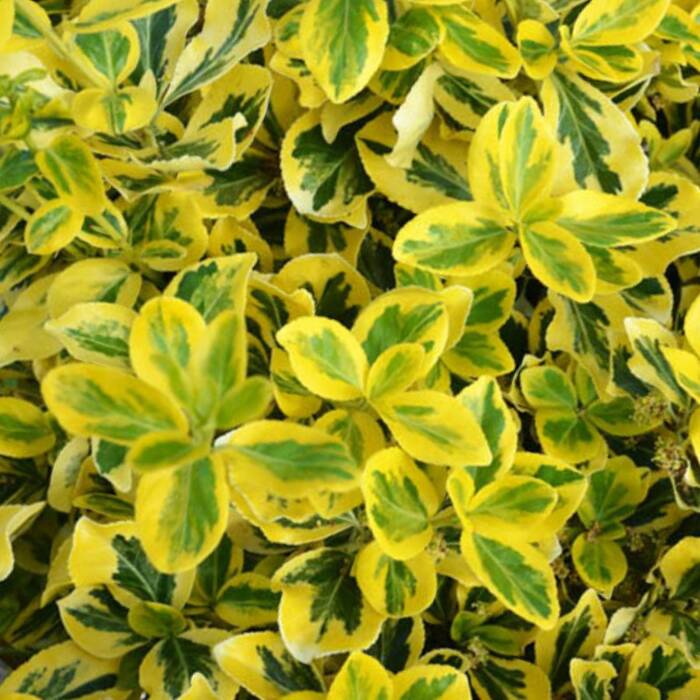 Trzmielina Fortune'a Emerald Gold (P9)