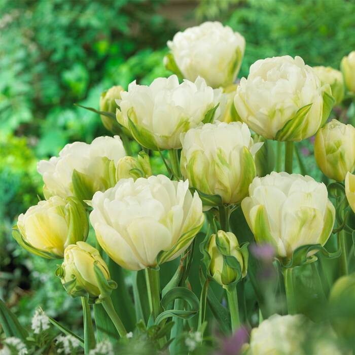 Tulipan Lodowy pełny późny Perła Kwiatowa Maureen Double