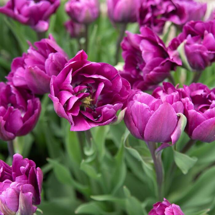 Tulipan Lodowy pełny późny Perła Kwiatowa Negrita Double
