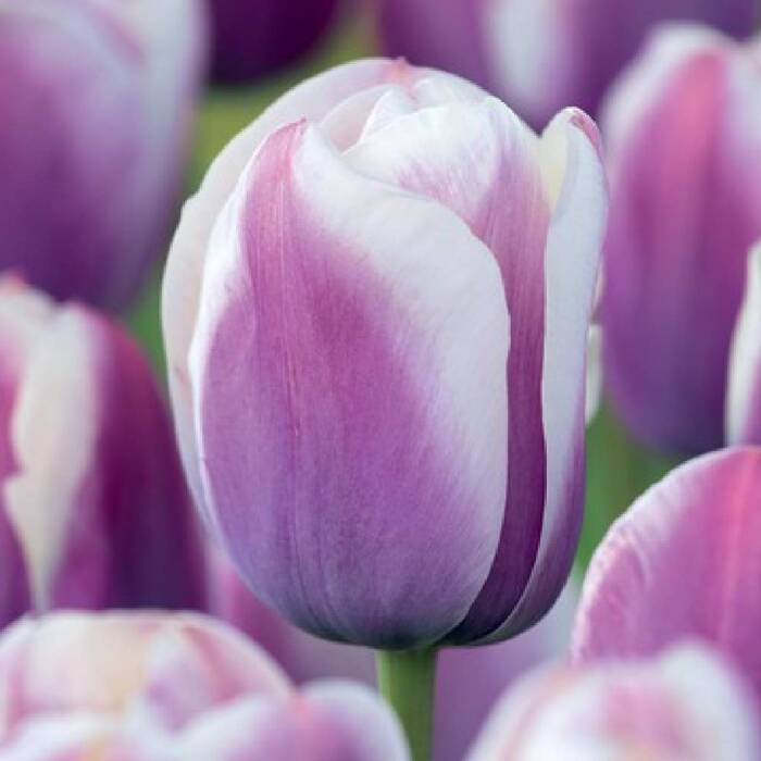 Tulipan Purple- White