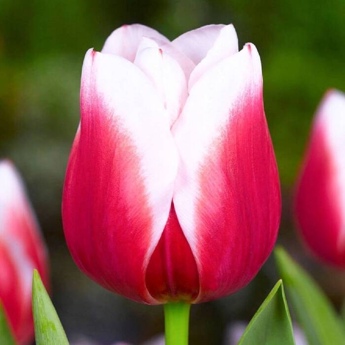 Tulipan Red-White