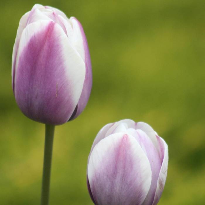 Tulipan Triumph Purple - White