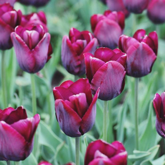 Tulipan Triumph Ronaldo