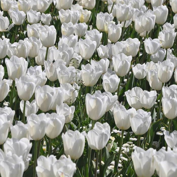 Tulipan Triumph White