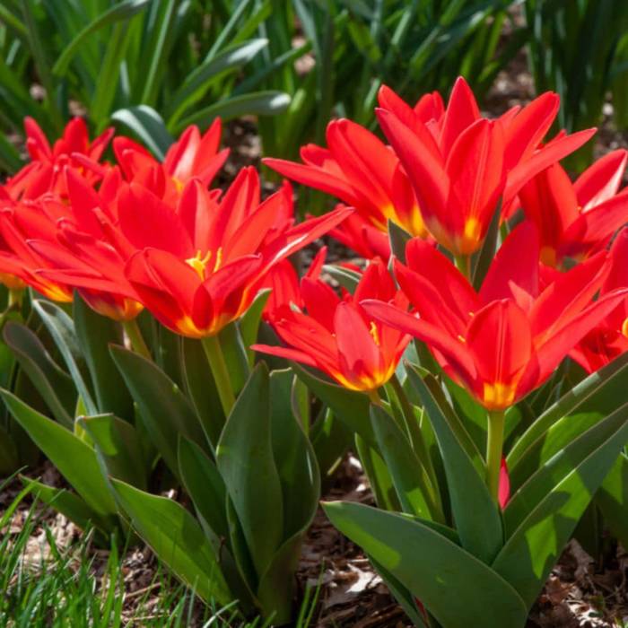 Tulipan niski Scarlet Baby 