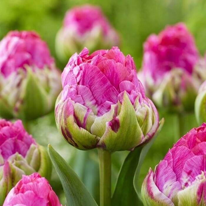 Tulipan pełny Wicked in Pink