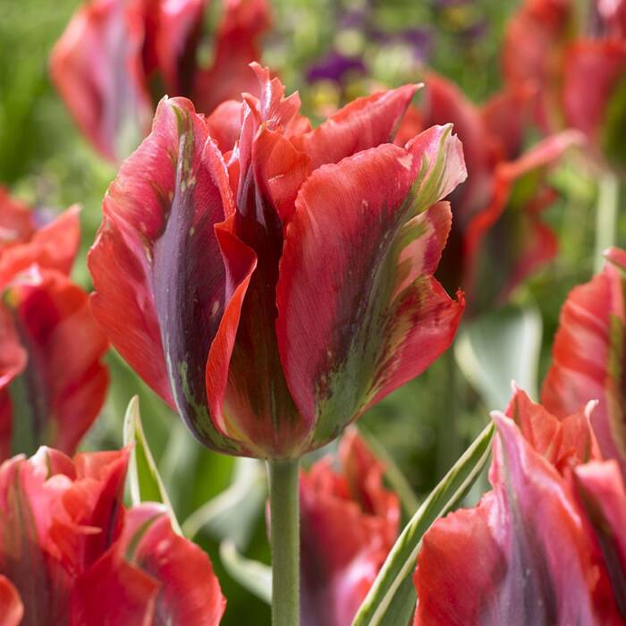 Tulipan zielonokwiatowy Hollywood Star