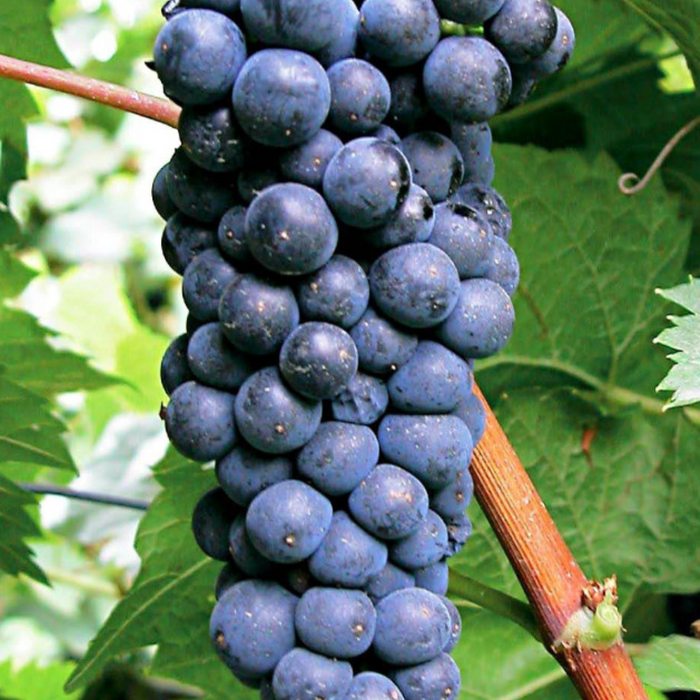 Winorośl winogrona Muscat Blue